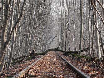 Schienen durch den Wald