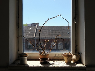 Zimmerpflanzen