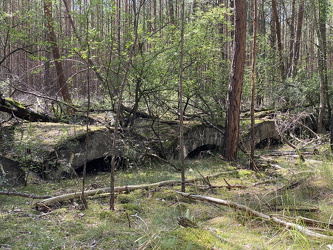 Beelitzer Wald